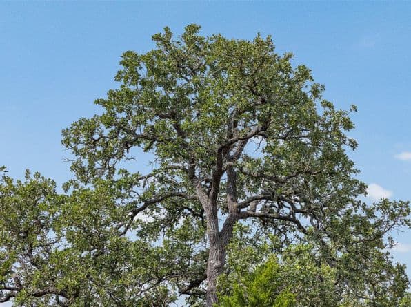 0 Schuster Rd, Round Top, TX 78954 thumbnail 9