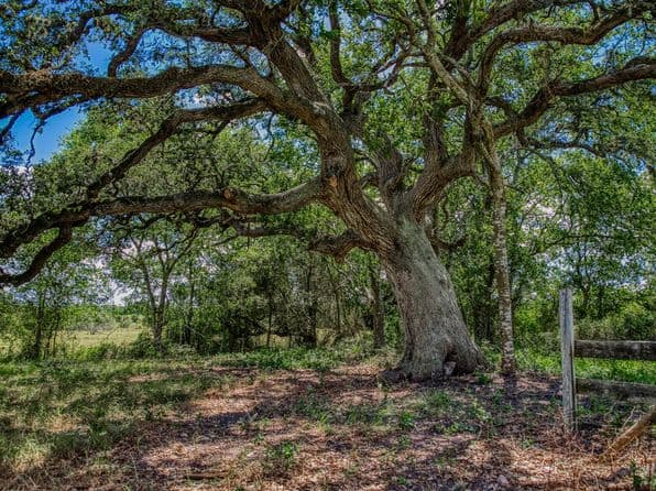 3420 Rohde Rd, Round Top, TX 78954 thumbnail 8