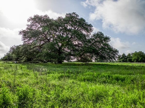 2 S Nassau Rd, Round Top, TX 78954 thumbnail 9