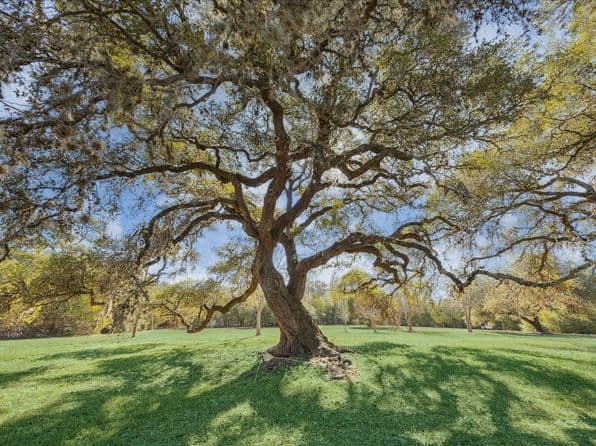 509 N Live Oak St, Round Top, TX 78954 thumbnail 2