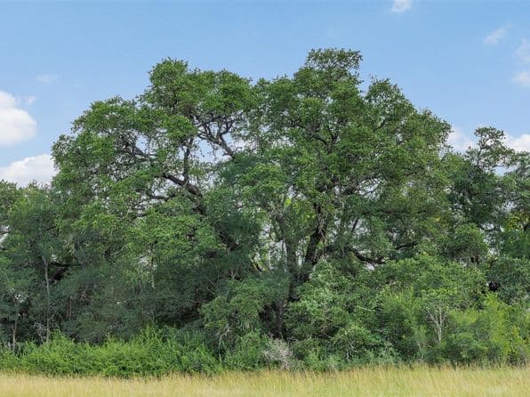 0 Schuster Rd, Round Top, TX 78954 thumbnail 4