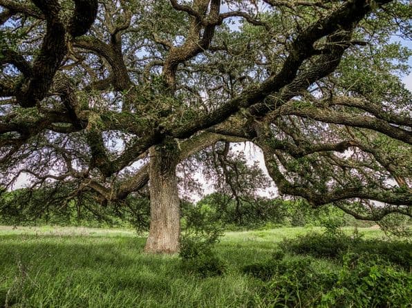 5 S Nassau Rd, Round Top, TX 78954 thumbnail 10