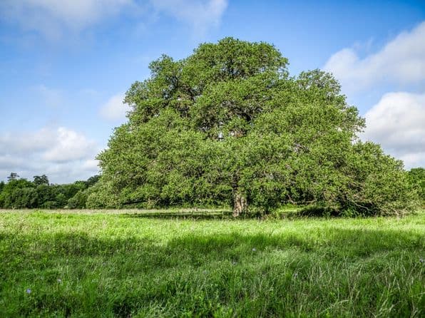 2 S Nassau Rd, Round Top, TX 78954 thumbnail 7