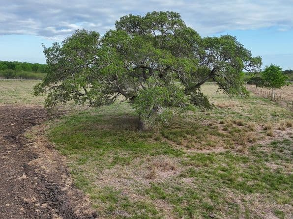 2077 E State Highway 237, Round Top, TX 78954 thumbnail 4