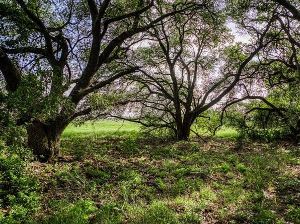 3 S Nassau Rd, Round Top, TX 78954 thumbnail 10