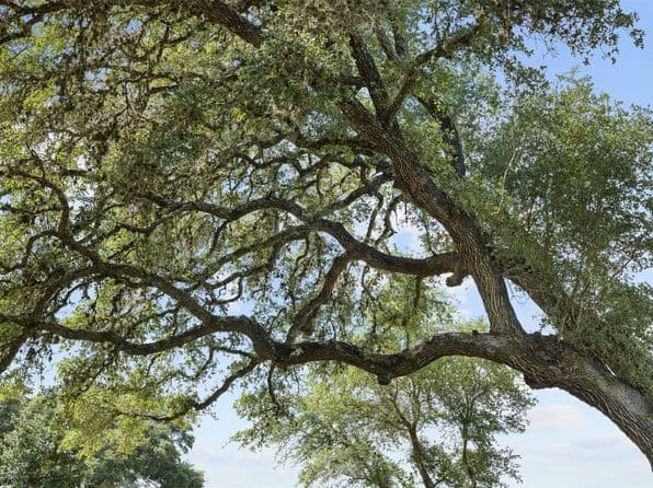 W Fm 1291 Tract 2, Round Top, TX 78954 thumbnail 5