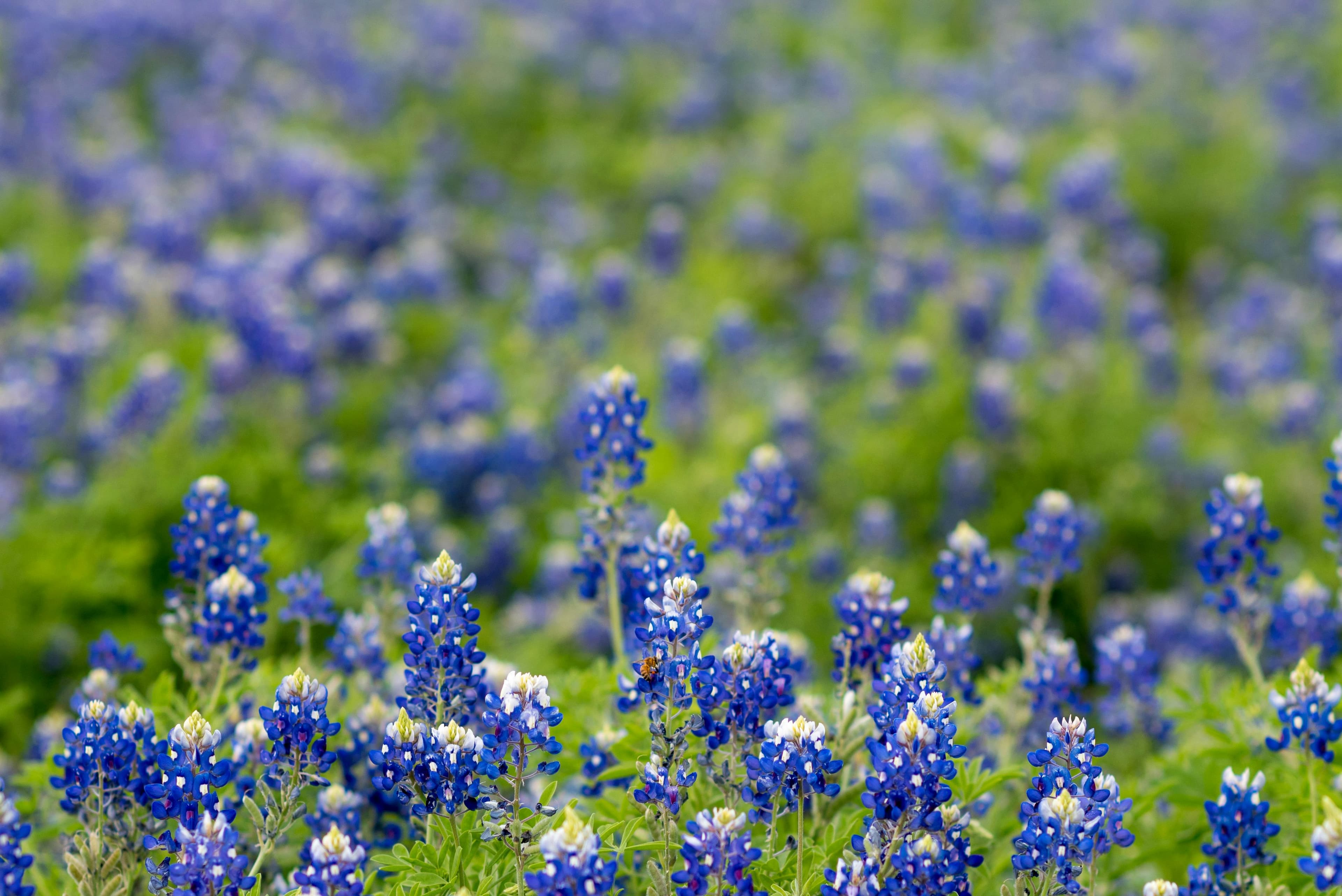 The Complete Venue Guide: Where to Shop at Round Top, Texas