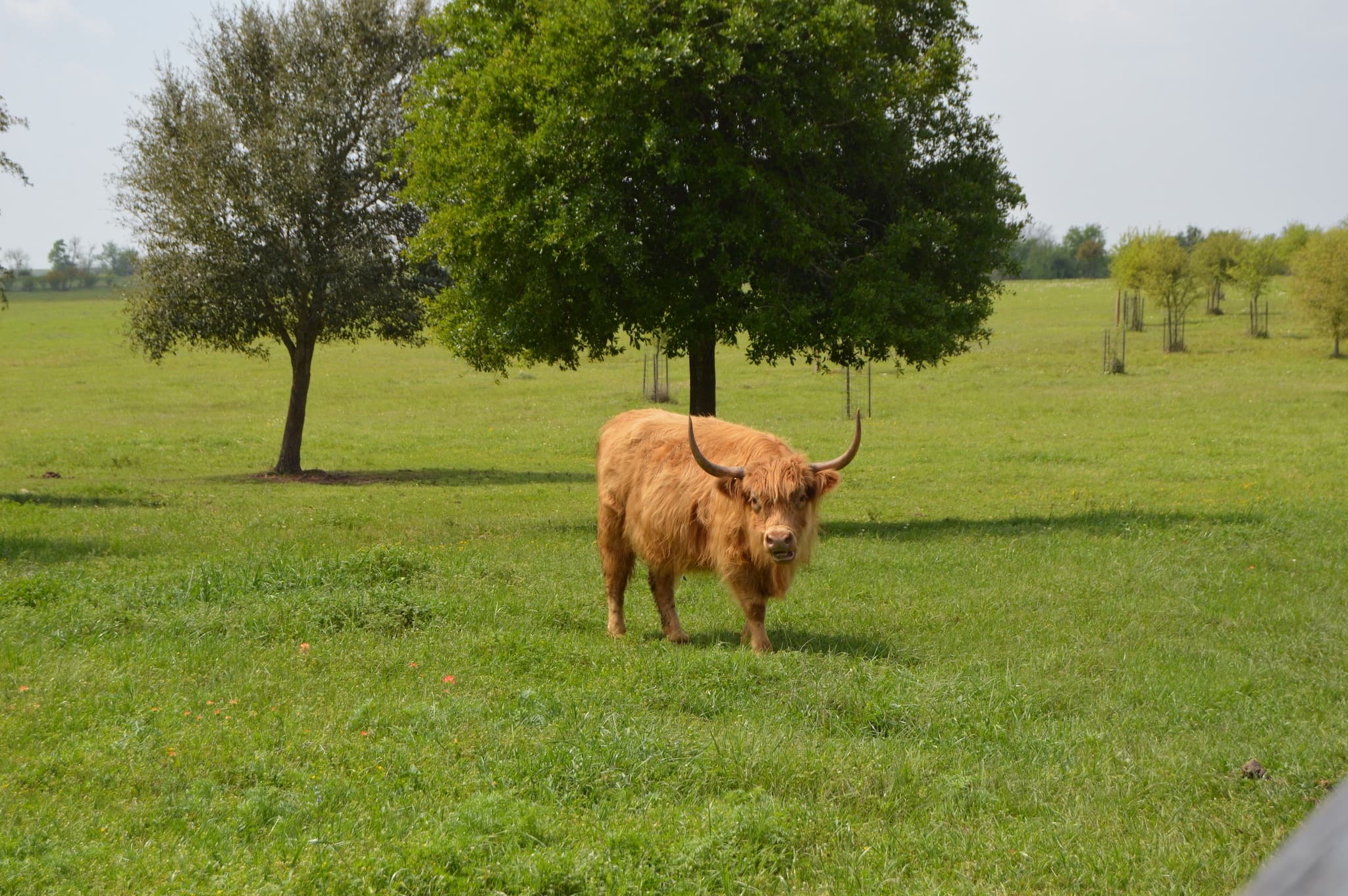 Why People Are Buying Property in Round Top, Texas