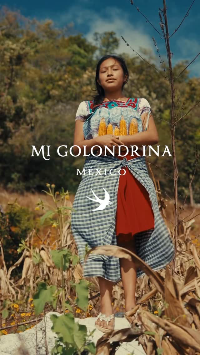 Mi Golondrina photo 2